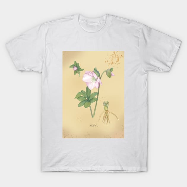 Hellebore, watercolor painting T-Shirt by Sharon Rose Art